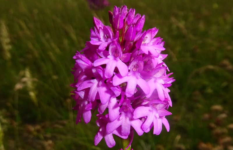 variet di colore in..... Anacamptis pyramidalis